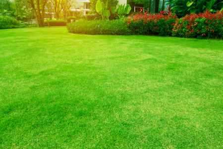 Lawn Aeration